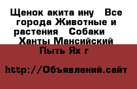 Щенок акита ину - Все города Животные и растения » Собаки   . Ханты-Мансийский,Пыть-Ях г.